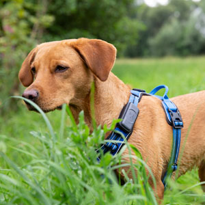Beim Tracking wird der Standort des Hundes mindestens einmal pro Minute gesendet, beim Live-Tracking sogar alle 15 Sekunden.