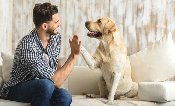 happy guy sitting on a sofa and looking at dog high five human, dog giving a paw to a handsome man in the house