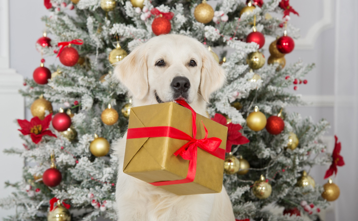 golden retriever dog holding a christmas gift box in her mouth