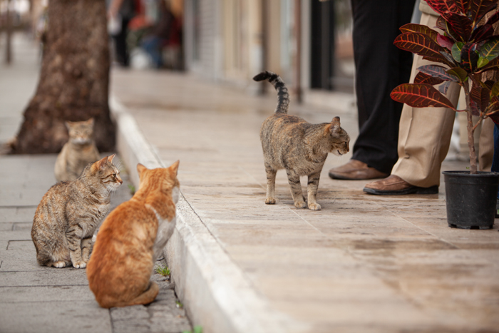 Mit der neuen Verordnung soll die unkontrollierte Vermehrung der Streunerkatzen mit unkastrierten Halterkatzen unterbunden werden. Bild: Adobe Stock