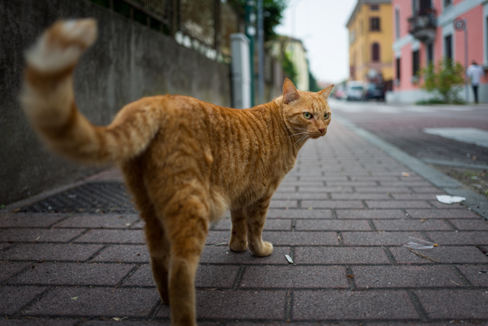 Ein großer Teil der Straßenkatzen leidet unter ernsthaften, aber behandelbaren Erkrankungen wie Parasitenbefall. Bild: Adobe Stock