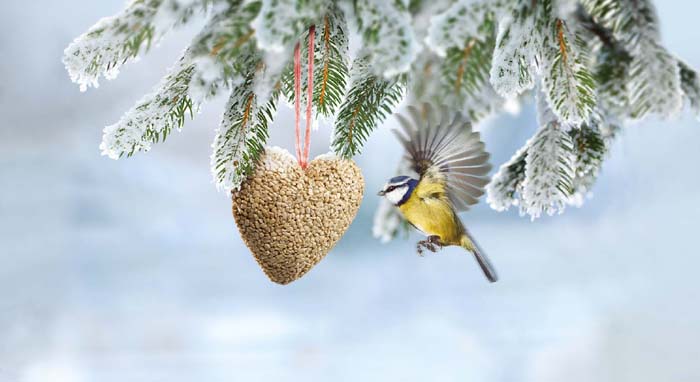fnoe Fressnapf Österreich und der Naturschutzbund Österreich rufen zur Wildvogelzählung auf.