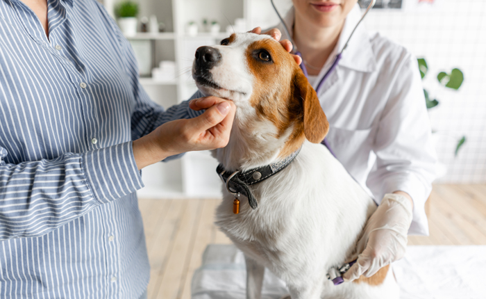 got5 Die neue Gebührenordnung für Tierärzte stellt für viele Tierhalter eine große finanzielle Herausforderung dar. Bild: Adobe Stock