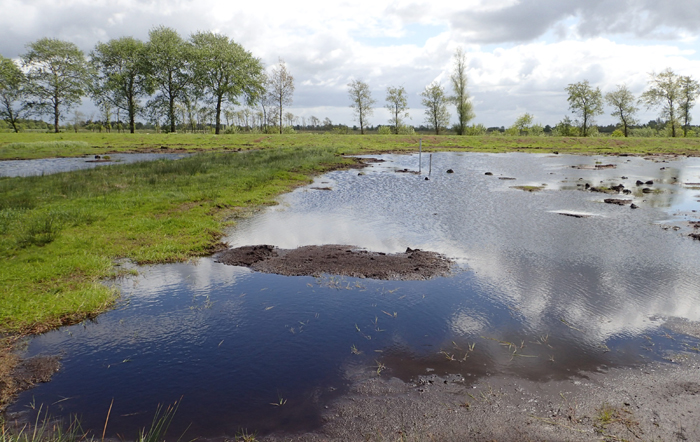 OLYMPUS DIGITAL CAMERA Gesunde Moore können viel mehr CO2 speichern als Waldflächen. Bild: Stiftung Naturschutz Schleswig-Holstein