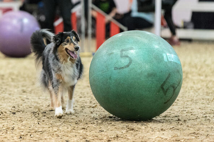 doglive Am 20.und 21. Januar findet die 13. Ausgabe der Doglive statt. Bild: Carsten Pöhler/Doglive