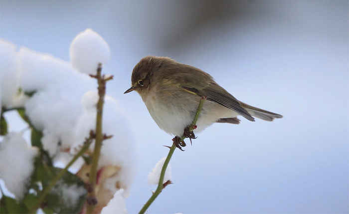 fnoe Bei der Aktion von Fressnapf Österreich und dem Naturschutzbund Österreich wurden über 115 verschiedene Vogelarten gemeldet. Bild: Martin Müllebner