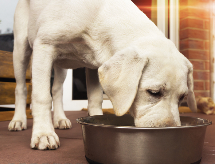 Labrador Hund Welpe frisst einen Knochen mit Fleisch aus einem N Der größte Teil der befragten Hundehalter verwendet in erster Linie fleischbasiertes Futter. Bild: Adobe Stock