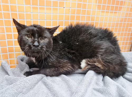 animalhoarding1 Diese aus einem Animal Hoarding-Fall beschlagnahmte Katze ist unterernährt und krank und muss im Tierheim mühsam aufgepäppelt werden. Bild:
Tierschutzverein Mühlhausen