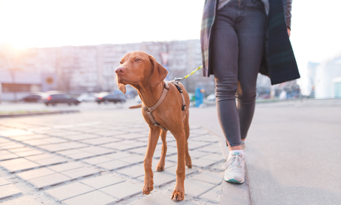 The owner walks around the city with a dog of the Magyar Vizsla Das EU-Parlament verabschiedet Regeln für das Wohlergehen und die Rückverfolgbarkeit von Hunden und Katzen. Bild: Adobe Stock