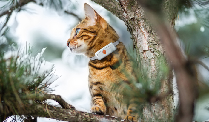 Europäische Studie widerlegt Mythos: Katzenhalsbänder retten Leben, statt sie zu gefährden Die Studie belegt: Katzenhalsbänder mit GPS-Tracker stellen kein Risiko dar, sondern ein Hilfe für Freigängerkatzen. Bild: Weenect
