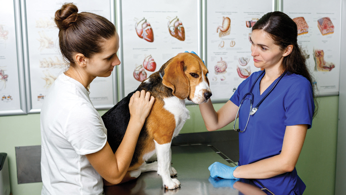 The owner brought his beagle dog to the veterinary clinic for in Viele Tierhalter sorgen sich vor hohen Kosten beim Tierarztbesuch. Bild: Adobe Stock