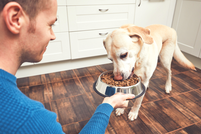 Die Umfrage zum Fütterungsverhalten von Hundehaltern startet in Kürze in der Dogorama-App. Bild: Adobe Stock