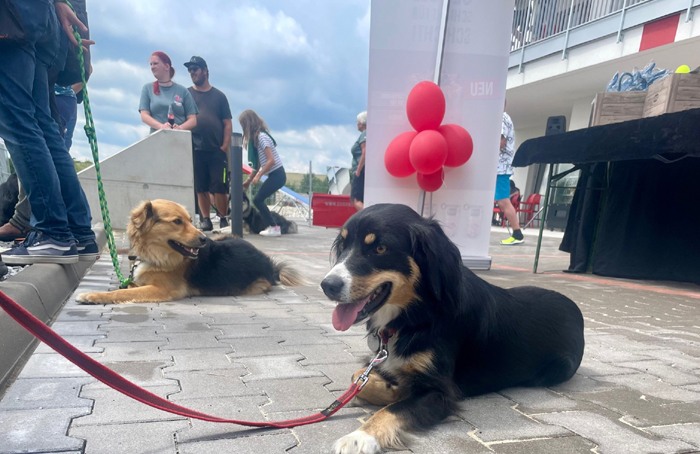 dw1 Das Hunde-Kompetenzzentrum startete mit buntem Programm in Neufelden. Bild: Dogsworld