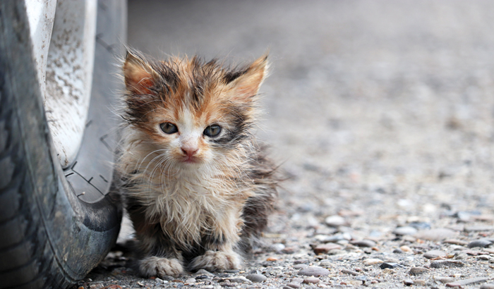 kast1 Das Leid der Straßenkatzen hat sich inzwischen zu einem der größten unbemerkten Tierschutzprobleme entwickelt. Bild: Adobe Stock
