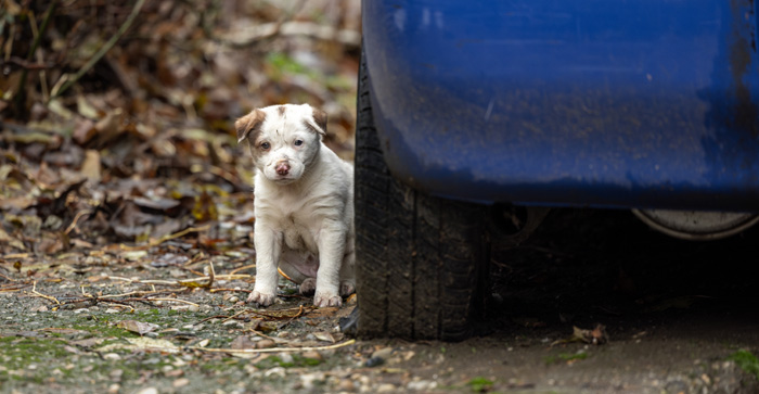 Veto startet erneut eine Spendenaktion zugunsten der Straßenhunde und -katzen Europas. Bild: Veto