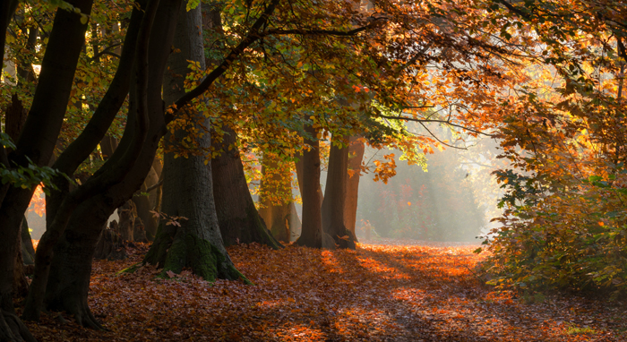 Das Futterhaus spendet 40.000 Euro für die Deutsche Wildtier Stiftung für den Erhalt von Naturflächen. Bild: Das Futterhaus 