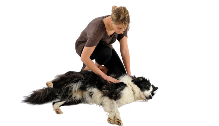 Die Forschung soll dazu beitragen, Tiergesundheit und Tierwohl nachhaltig zu verbessern. Bild: Adobe Stock