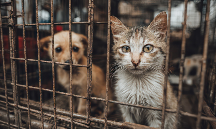 Laut einer aktuellen Auswertung des Deutschen Tierschutzbundes sind die Zahlen beim  illegalen Handel mit Heimtieren wieder gestiegen. Bild: Adobe Stock / KI
