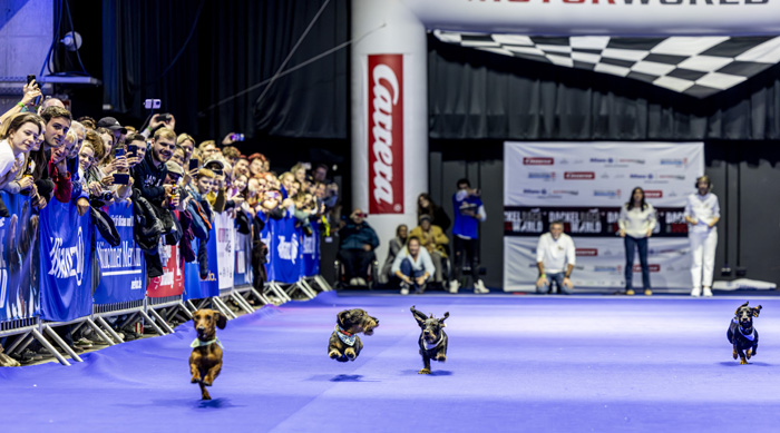 Am 17. und 18. Oktober findet  in der Motorworld München die Publikumsmesse DogWorld statt. Bild: HINTE Expo & Conference